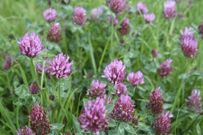 red clover