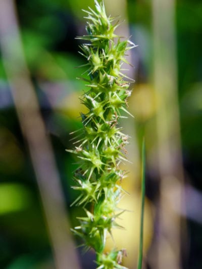 sandbur weeds