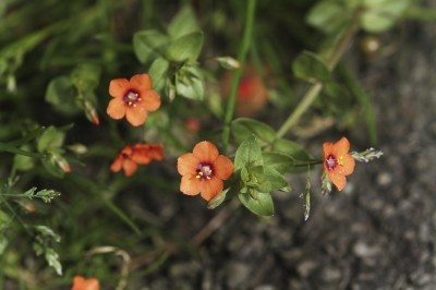 scarlet pimpernel