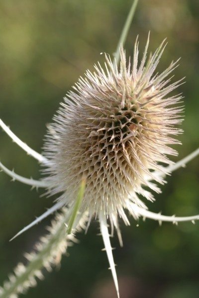 teasel