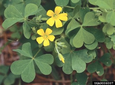 woodsorrel