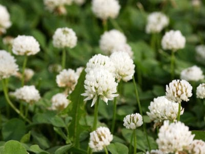 clover in full bloom
