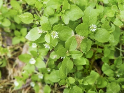 Chickweed