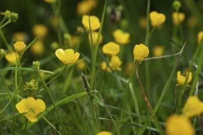 buttercup weeds