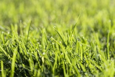 grass 1