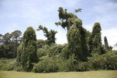 invasive kudzu