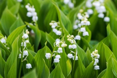 lily of valley