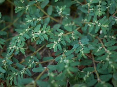 spotted spurge