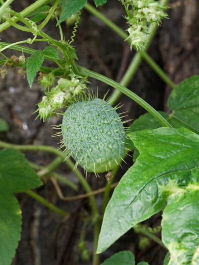 wild cucumber