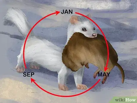 Image titled Catch Weasels Step 13