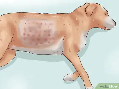 Image titled Solve Your Dog's Skin and Scratching Problems Step 17