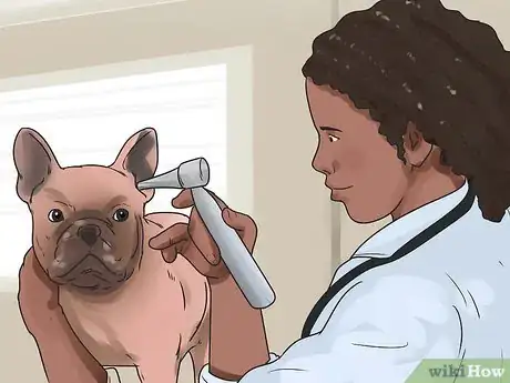 Image titled Get Dogs to Mate Step 10