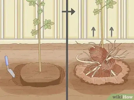 Image titled Propagate Hollyhocks Step 2