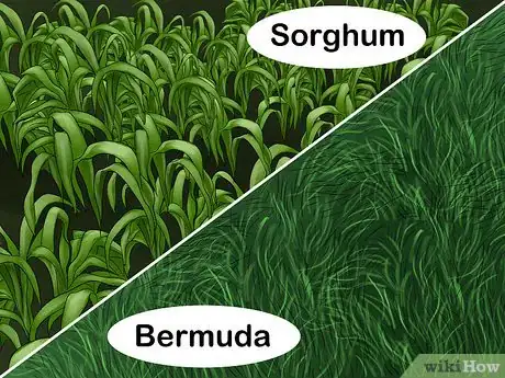 Image titled Treat and Prevent Nitrate Toxicity in Cattle Step 19