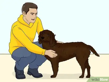 Image titled Identify an American Water Spaniel Step 6