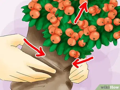 Image titled Plant Pyracantha Step 07