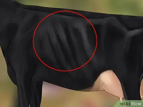 Image titled Judge Heifers Step 12