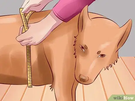 Image titled Treat Arthritis in Dogs Step 1