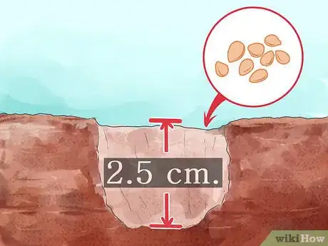 Image titled Grow Tarragon Step 5