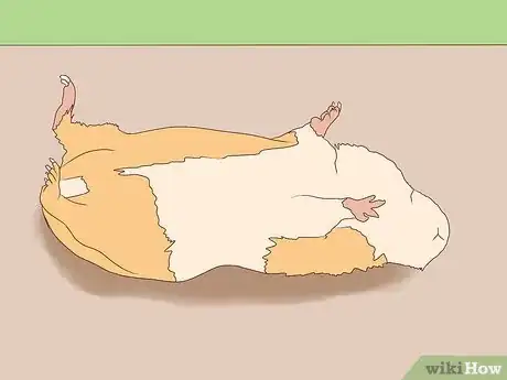 Image titled Take Photos of Your Guinea Pigs Step 13