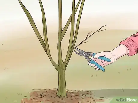 Image titled Prune Pomegranate Trees Step 3