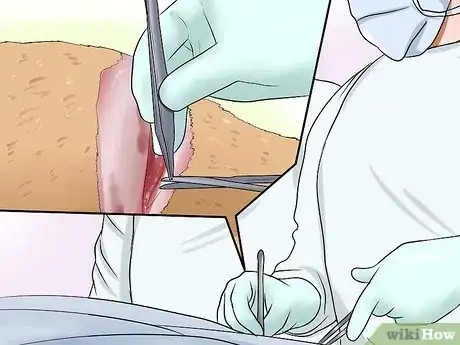 Image titled Diagnose Canine Allergies Step 10