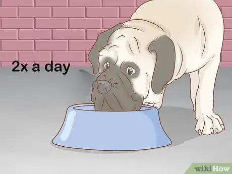 Image titled Care for an English Mastiff Step 8