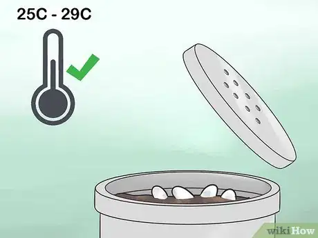 Image titled Take Care of Lizard Eggs Step 3