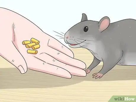 Image titled Train a Rat to Stand on Its Hind Legs Step 1