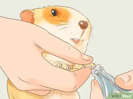 Image titled Care for a Crested Guinea Pig Step 18