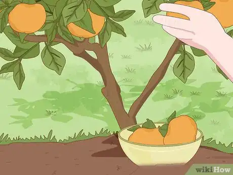 Image titled Plant a Persimmon Tree Step 10