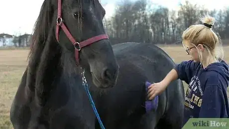 Image titled Teach a Horse to Kiss Step 12