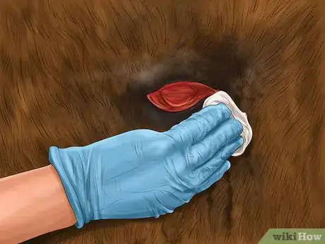 Image titled Heal a Cut on a Horse Step 3