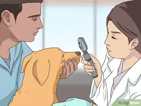 Image titled Get a Complete Geriatric Work Up for Your Dog Step 10