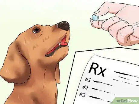 Image titled Diagnose Epilepsy in Beagles Step 8