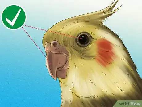 Image titled Pick a Cockatiel Step 10