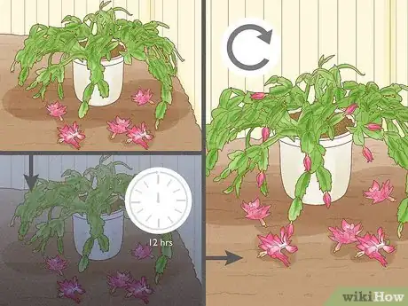 Image titled Get a Christmas Cactus to Bloom Step 11