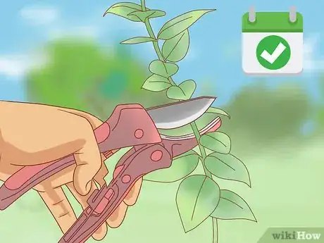 Image titled Prune Jasmine Step 7