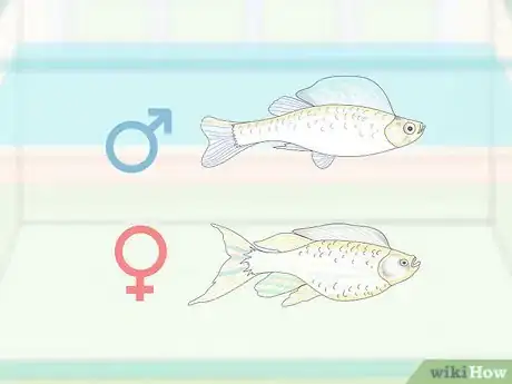 Image titled Breed Livebearing Tropical Fish Step 2