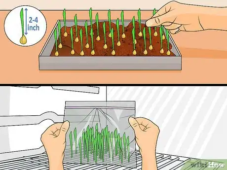 Image titled Grow Popcorn Shoots Step 13