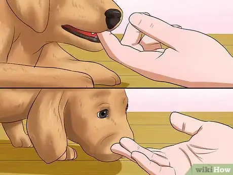 Image titled Get Your Puppy to Stop Biting Step 5