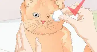 Keep a Cat Healthy