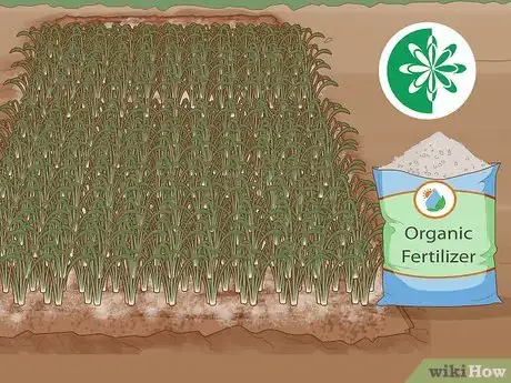 Image titled Plant English Bluebell Bulbs Step 15