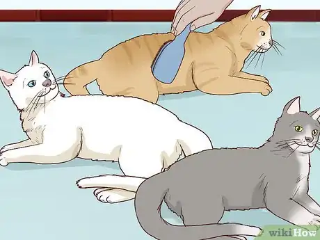 Image titled Encourage Group Scent in Multi‐Cat Households Step 1