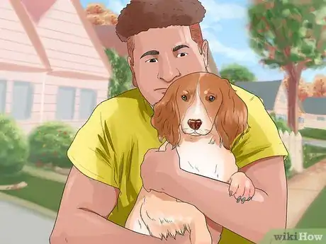 Image titled Care for English Springer Spaniels Step 9