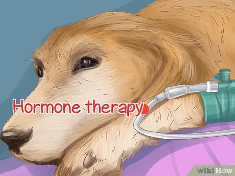 Image titled Help a Dog with Sleep Incontinence Step 4