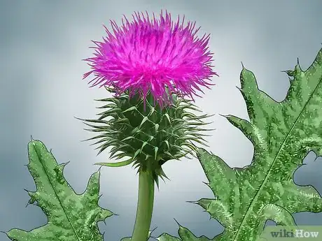 Image titled Root Out Thistles Step 3