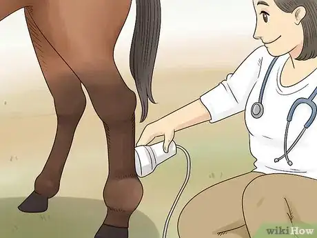 Image titled Handle Hind Leg Problems in Horses Step 5