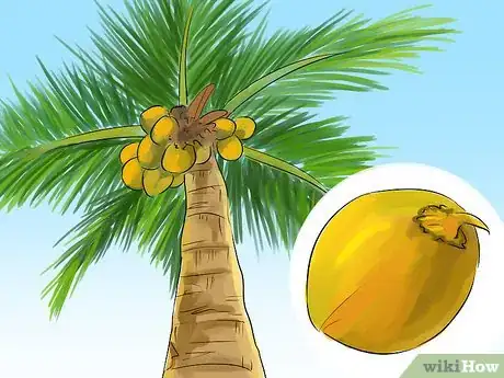 Image titled Harvest a Coconut Step 3