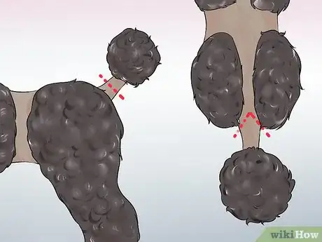 Image titled Do a Banded Dutch on a Poodle Step 11